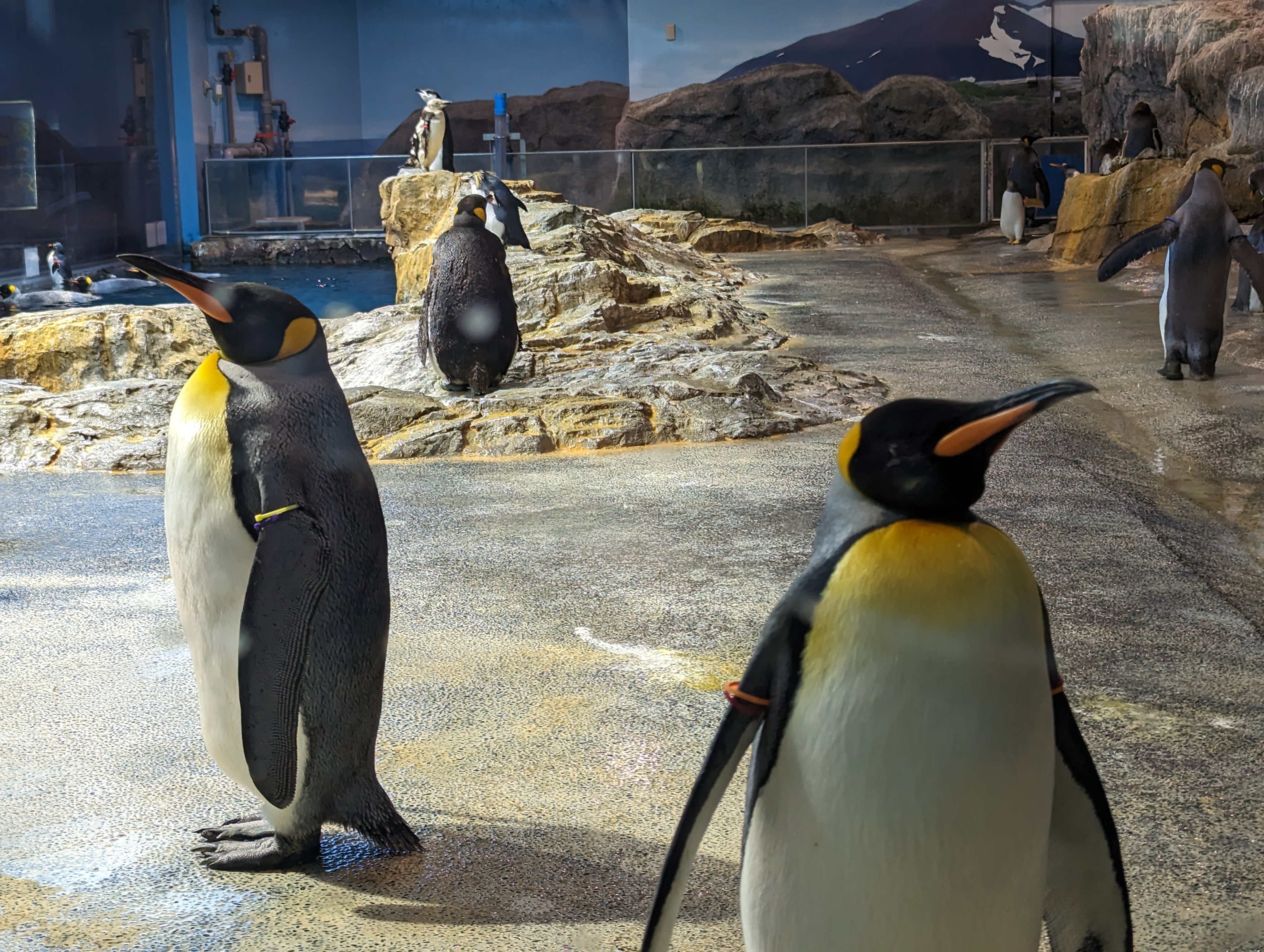 ペンギンたくさんいました - 長崎ペンギン水族館