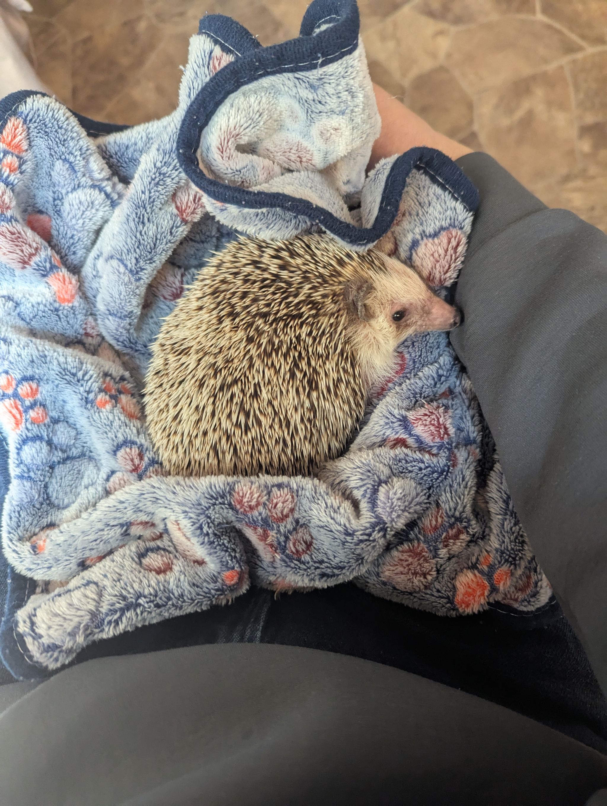 動物カフェ - 思ったより動きが早かった
